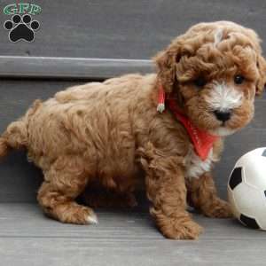 Lenny, Mini Goldendoodle Puppy